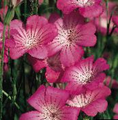 ფოტო ბაღის ყვავილები სიმინდის Cockle, Agrostemma githago ვარდისფერი