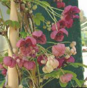 nuotrauka Sodo Gėlės Penkių Lapų Akebia, Šokoladas Vynmedis, Akebia quinata bordo