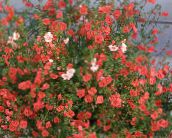 foto Gartenblumen Maske Blume, Alonsoa rot
