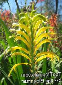 fotografie Zahradní květiny Vlaječky, Afričan Cornflag, Kobra Lilie, Chasmanthe (Antholyza) žlutý