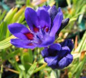 foto Flores de jardín Flor Babuino, Babiana, Gladiolus strictus, Ixia plicata azul