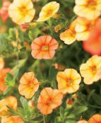 foto I fiori da giardino Calibrachoa, Milioni Di Campane arancione