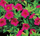 照片 园林花卉 Calibrachoa，千万钟声 粉红色