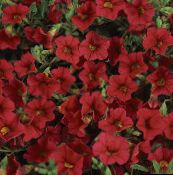fotoğraf Bahçe çiçekleri Calibrachoa Milyon Çan kırmızı