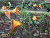 foto Trädgårdsblommor Regn Lilja, Habranthus apelsin