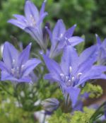 ფოტო ბაღის ყვავილები ბალახის კაკალი, Ithuriel არის სათადარიგო, Wally კალათაში, Brodiaea laxa, Triteleia laxa ღია ლურჯი