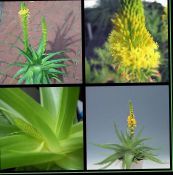 foto Have Blomster Bulbine, Bulbinella, Brænde Gelé Plante, Forfulgt Bulbine, Orange Bulbine gul