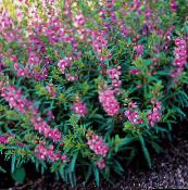 fotografie Zahradní květiny Angelonia Serena, Letní Snapdragon, Angelonia angustifolia šeřík