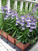 photo Garden Flowers Angelonia Serena, Summer Snapdragon, Angelonia angustifolia light blue