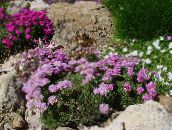 foto Trädgårdsblommor Hav Sparsamhet, Armeria  juniperifolia rosa
