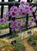 photo les fleurs du jardin Gloire Du Soleil, Leucocoryne lilas