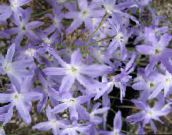 снимка Градински цветове Блясъкът На Слънцето, Leucocoryne светло синьо