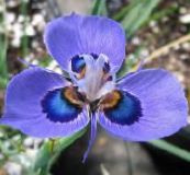 fotografie Záhradné kvety Moraea modrá