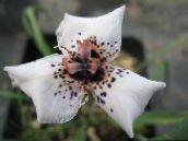 photo les fleurs du jardin Moraea blanc