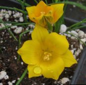 fotografie Záhradné kvety Romulea žltá