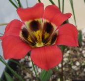 снимка Градински цветове Romulea червен