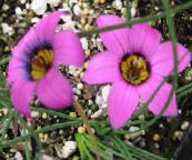 foto I fiori da giardino Romulea rosa