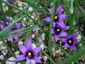 fotografie Záhradné kvety Romulea modrá
