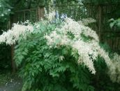 фото Садовые цветы Арункус (волжанка), Aruncus dioicus белый