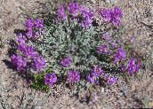 fotografie Záhradné kvety Astragalus fialový