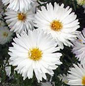 foto Flores do Jardim Áster, Aster branco