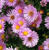 ფოტო ბაღის ყვავილები Aster ვარდისფერი