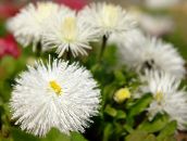 fotografija Vrtno Cvetje New England Aster, Aster novae-angliae bela