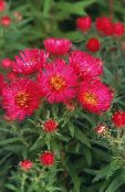 fotografija Vrtno Cvetje New England Aster, Aster novae-angliae rdeča