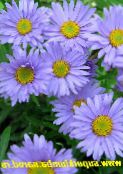 photo les fleurs du jardin Aster Alpin, Aster alpinus bleu ciel