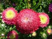 nuotrauka Sodo Gėlės Kinija Aster, Callistephus chinensis raudonas