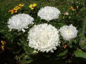 nuotrauka Sodo Gėlės Kinija Aster, Callistephus chinensis baltas