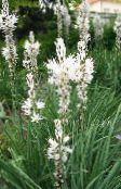 foto I fiori da giardino Asfodelo Bianco, Asphodelus bianco