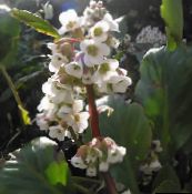 zdjęcie Ogrodowe Kwiaty Saxifrage, Bergenia biały
