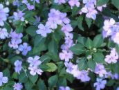 ფოტო ბაღის ყვავილები მოთმინება ქარხანა, ბალზამი, ძვირფასი Weed, დაკავებული Lizzie, Impatiens ღია ლურჯი
