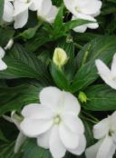 fénykép Kerti Virágok Türelem Növény, Balzsam, Ékszer Gyom, Forgalmas Lizzie, Impatiens fehér