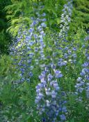 foto Dārza Ziedi Viltus Indigo, Baptisia gaiši zils
