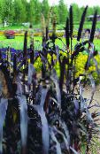 foto Gartenpflanzen Hirse getreide, Panicum lila