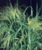 fotografie Záhradné rastliny Proso traviny, Panicum zelená