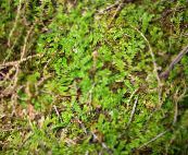 春天的草地穗苔，瑞士石松