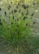 foto Vrtne Biljke Plavi Moor-Trava trave (žitarice), Sesleria zelena