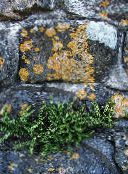 foto Trädgårdsväxter Rustyback Ormbunke, Rostig-Back Ormbunke, Fjällande Svartbräken ormbunkar, Ceterach grön