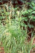fénykép Kerti Növények Zsinegfű, Préri Kábelt Fű gabonafélék, Spartina világos zöld