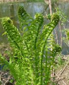 照片 园林植物 鸵鸟蕨，蕨园，踢毽子蕨 蕨类植物, Matteuccia, Pteris nodulosa 绿