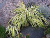foto Vrtne Biljke Hakone Trave, Japanski Šuma Trava, Hakonechloa šarolik