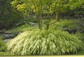 フォト 園芸植物 箱根草、日本の森林草 コーンフレーク, Hakonechloa 薄緑
