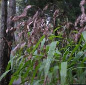 foto Vrtne Biljke Šljokica Trava, Divlje Zobi, Sjevernom Moru Zob trave (žitarice), Chasmanthium smeđ