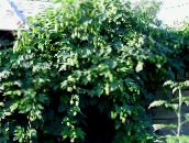 フォト 園芸植物 ホップ 緑豊かな観葉植物, Humulus lupulus 緑色