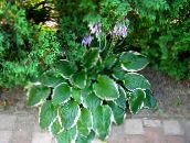 fotografie Zahradní rostliny Jitrocel Lily dekorativní-listnaté, Hosta pestrobarevný