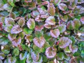 снимка Градински цветя Schizocodon декоративни листни пъстър