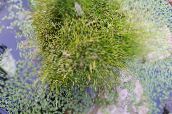 fotografie Plante de Gradina Rush Spike cereale, Eleocharis verde